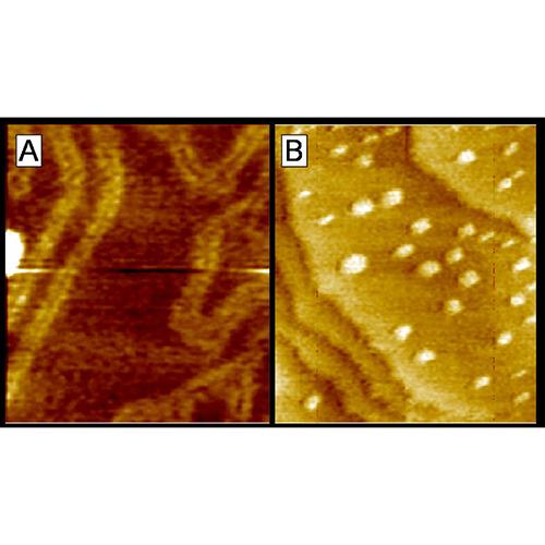 images of a gold surface before and after electrochemical scanning tunneling microscopy
