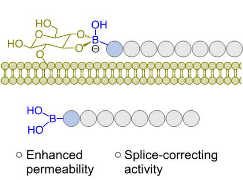Chemical reaction diagram depicting artificial nucleotides with boronic acids that enhance cytosolic penetration for antisense oligonucleotides.