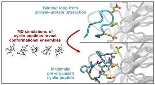 Three sections depicting protein-protein interaction in a binding loop, MD simulation results showing conformational ensembles of cyclic peptides.