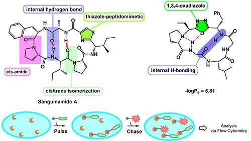 Examining how oxadiazole groups within small cyclic peptides affect cell penetration