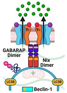 Illustration of GABARAP and staple peptides