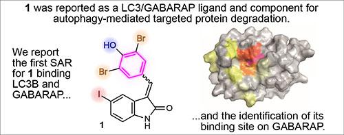Chemical structure of compound 1 showing the first SAR for binding LC3B and GABARAP